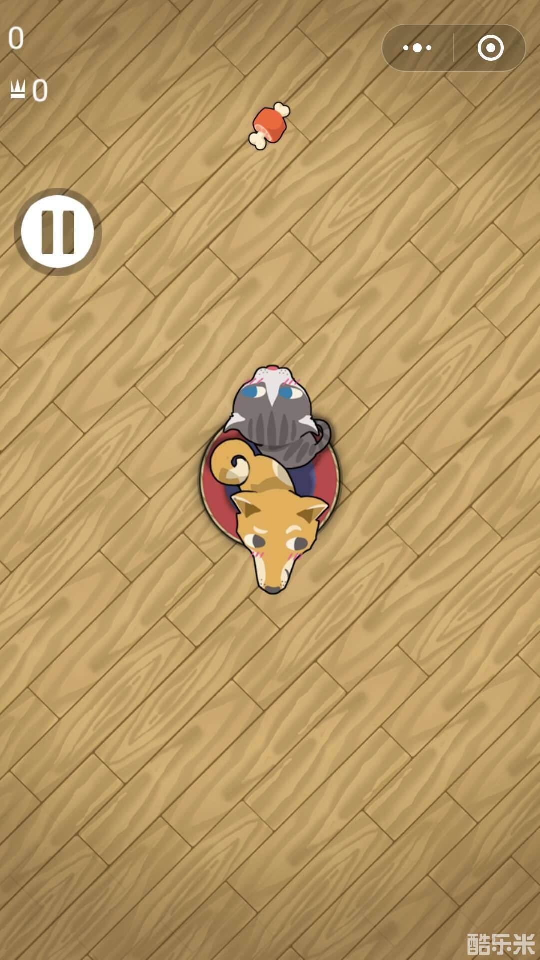 猫猫狗狗一起玩