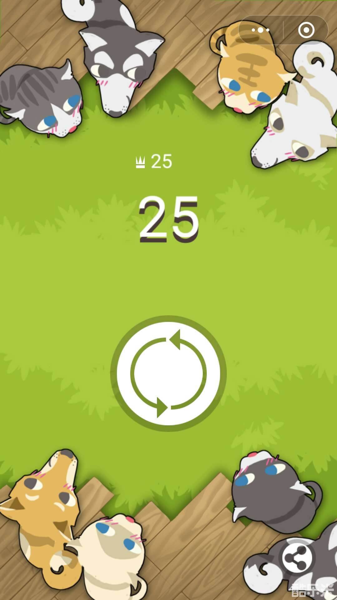 猫猫狗狗一起玩