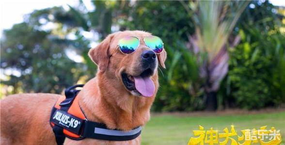 神犬小七第三季
