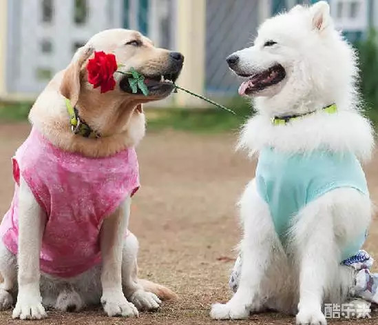 神犬小七第三季