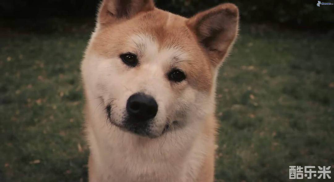 忠犬八公的故事