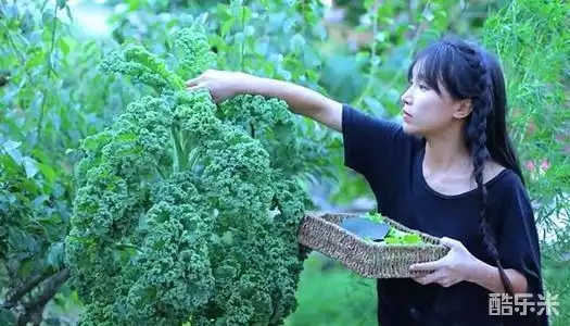 李子柒