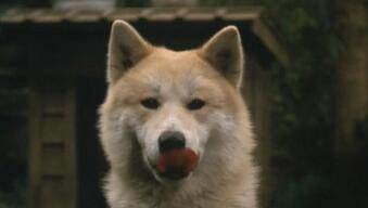 忠犬八公物语