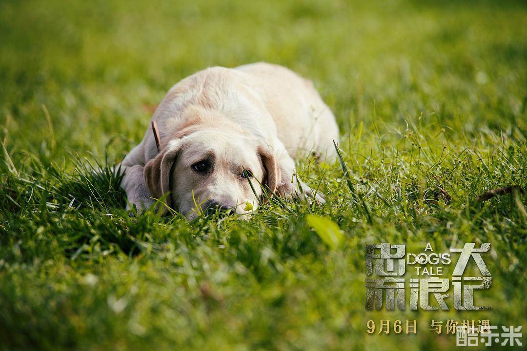忠犬流浪记