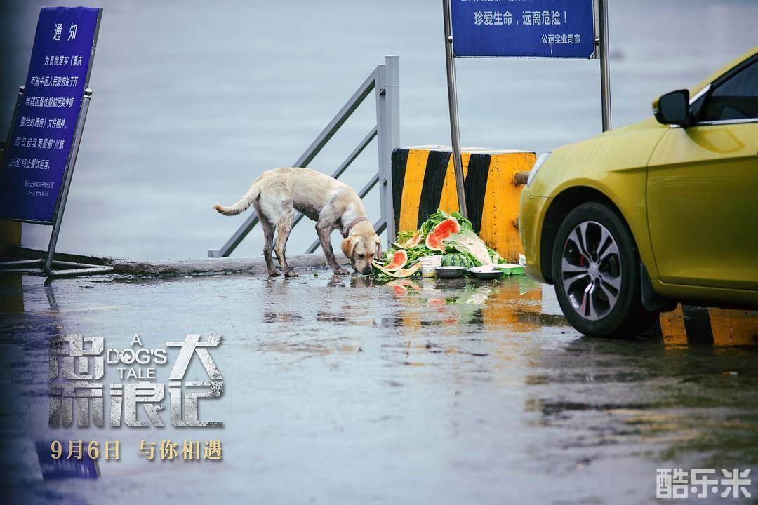 忠犬流浪记