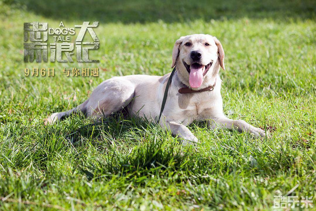 忠犬流浪记