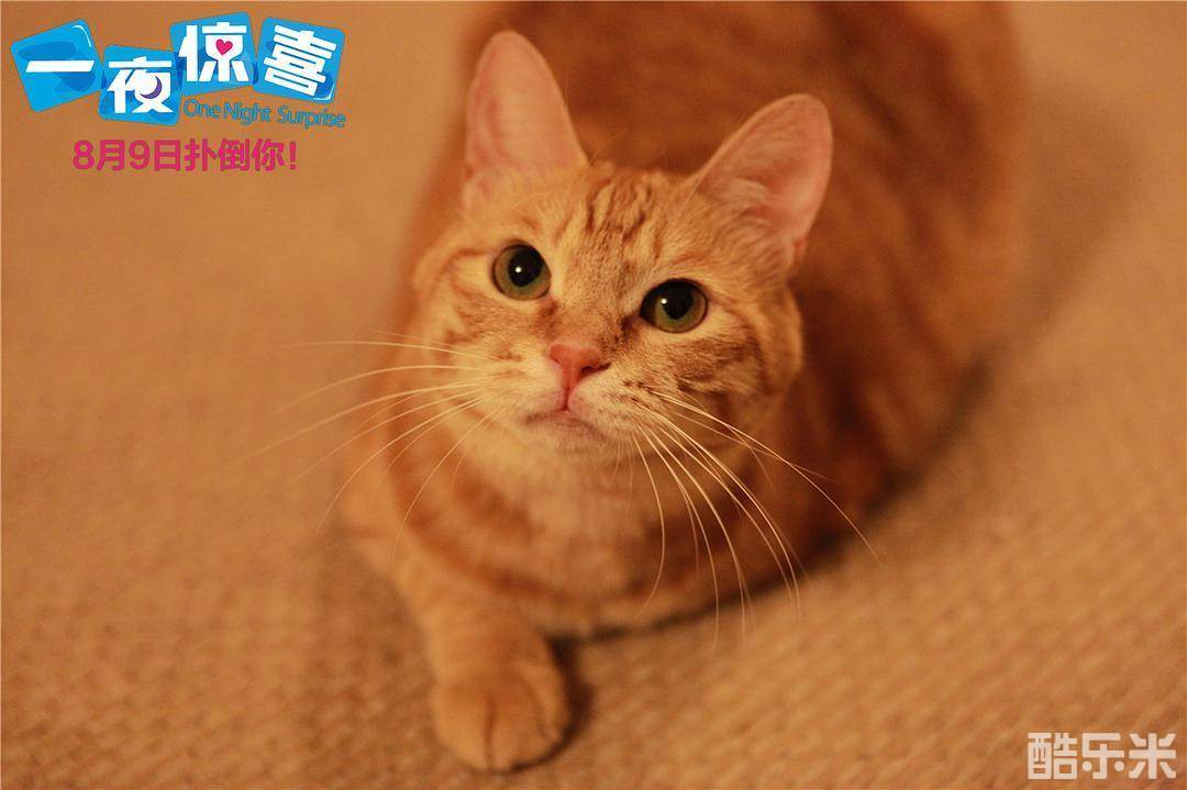 一夜惊喜