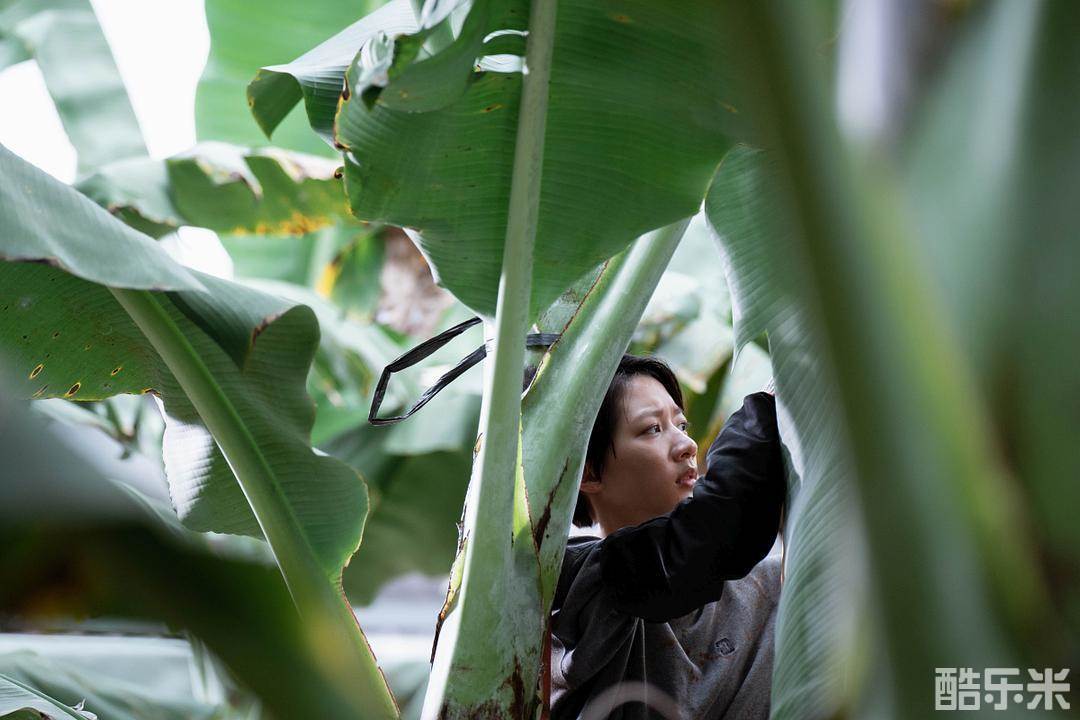 弓蕉园的秘密