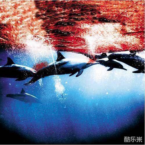 海豚湾