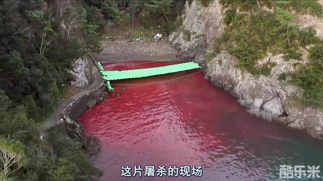 海豚湾