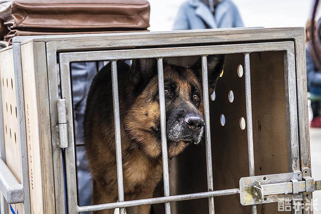 忠犬帕尔玛