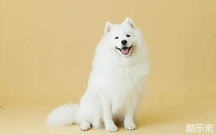 爱你汪汪