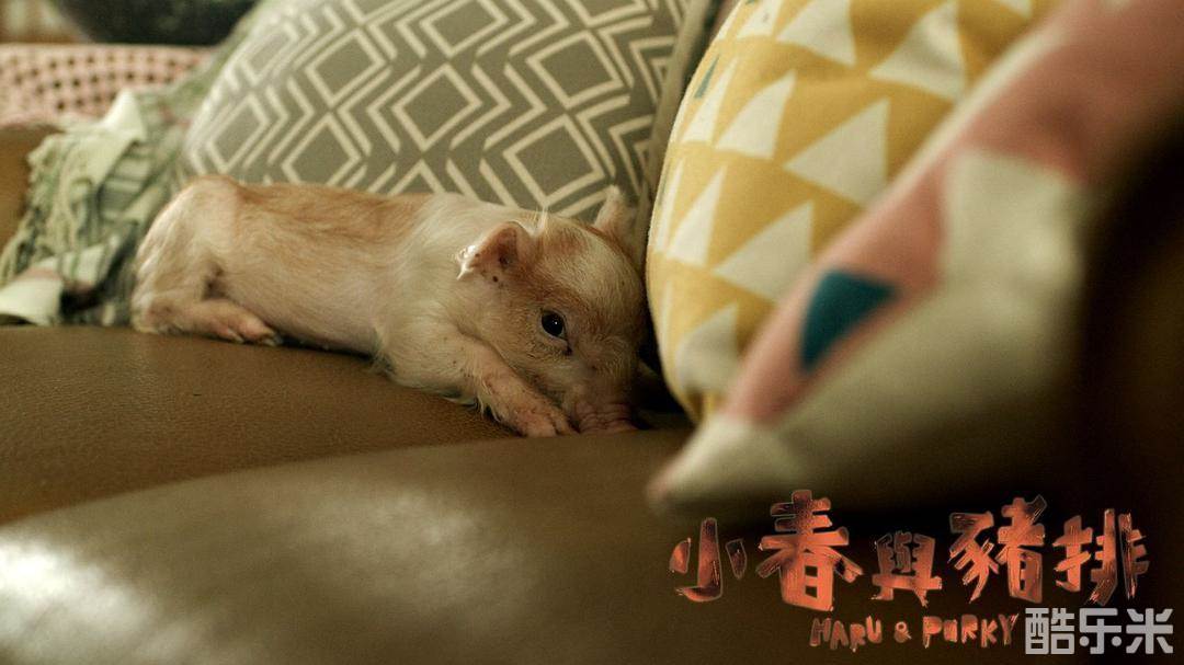 小春与猪排
