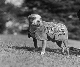 斯塔比中士：一个美国英雄