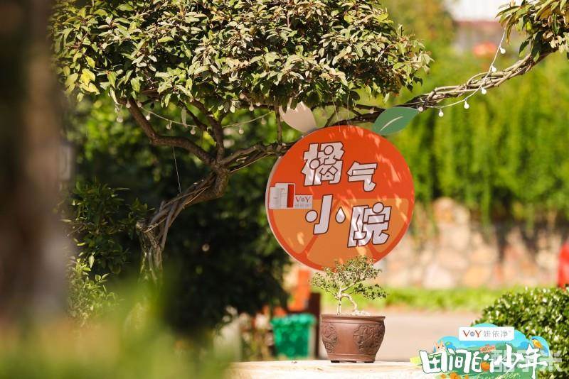 田间的少年